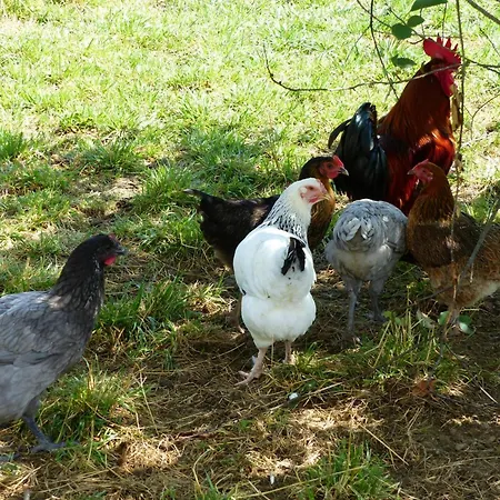 Holiday home Chaleureux A La Ferme Pres De Vulcania Avec Jardin Et Activites Enfants - Fr-1-489-166 *